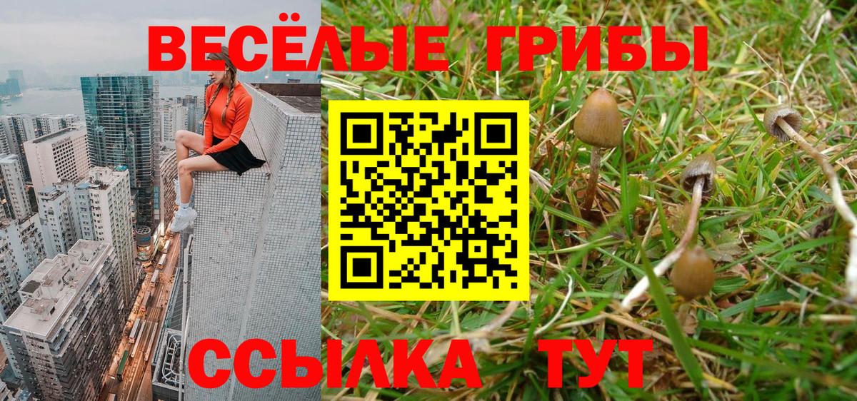 Галлюциногенные грибы Psilocybe Чайковский